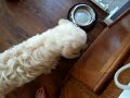 Pheebs eats turkey