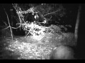 Pygmy hippos in Liberia captured on film for the first time