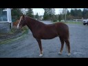 Timber Conformation (For Sale)
