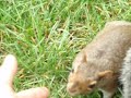 Esquilo - quase na mão Esquilo - quase na mão