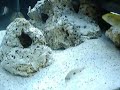 Aquário Ciclídeos 200l Aquário Ciclídeos 200l