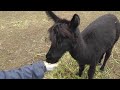 Click here to watch this video 2011年11月5日 剣淵町ビバアルパカ牧場 ブラウニー