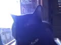 Hometesting diabetic cat\