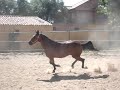 obsti