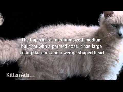Kittenads breed guide to Laperm Cat