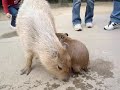 カピバラさんの動画その２です。