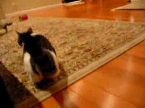 Munchkin cat Chiyo & Chopper 1