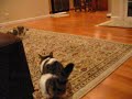 Munchkin cat Chiyo & Chopper 1