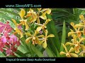 Tropical Dreams Sleep Remedy by Lita  Insomnia Sedatives