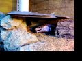 Skink vs. mouse