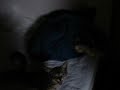mewing kitten