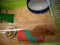 Cinnamon short haired male hamster, Red