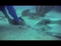 Plongee Guadeloupe Gwadive