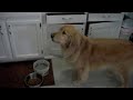 Leroy the Magical Talking Golden Retriever