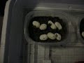 Our first corn snake clutch