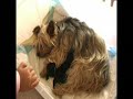 cuca teve bébés