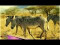 El Testamento - Kwanda Kenya.avi