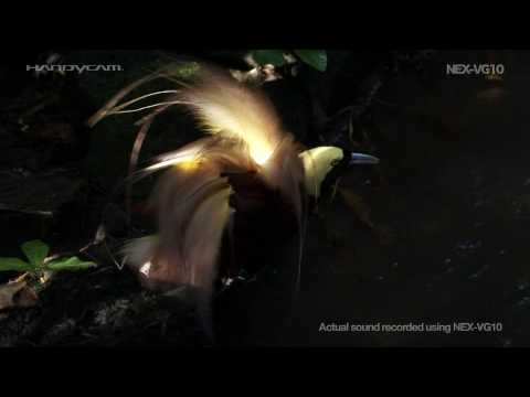 Imagen de previsualización de YouTube