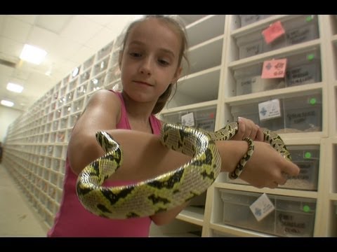 YouTube reptile video