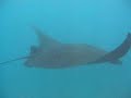 Recce Divers Manta point Bali