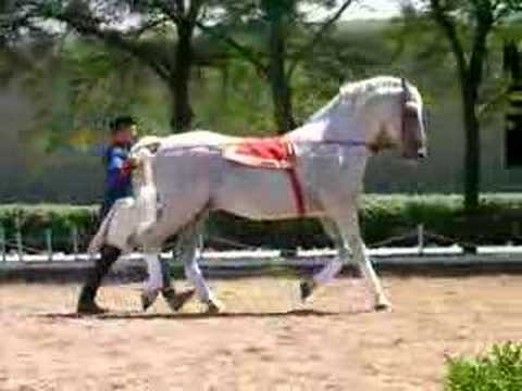 lipizzaner