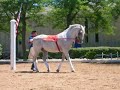 Lipizzaner Dance