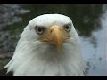 Alaskan Bald Eagle Close-up
