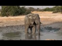 Botswana-Savute-Elephant Mud Bath (not too happy)