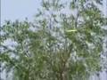 Disc Golf on Transworld Sport, July 2006