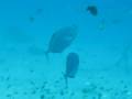 videos de Carangue mouchetée