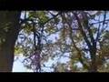 Cuckoo, Cuckoo - Animal Collective