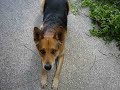 Mi Perro Gengis Se Gana Su Comida Con Trucos, No Como Tu Gato Peresoso lalalala Mi Perro Gengis Se Gana Su Comida Con Trucos, No Como Tu Gato Peresoso lalalala