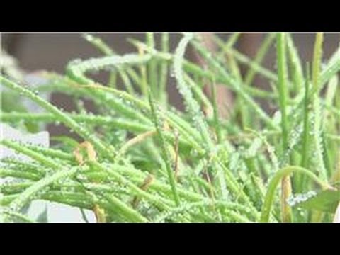 how to harvest green onions