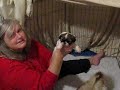 Katy Puppies 056