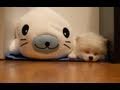 Cute Puppy