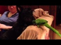 Scottie Puppy and Parrot Kisses