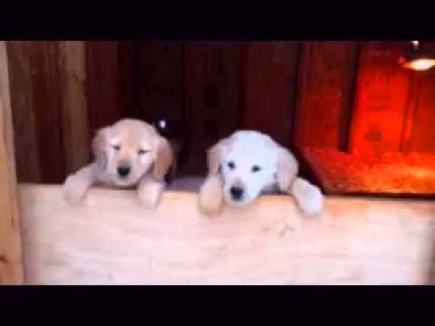Golden Retriever Puppies