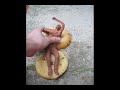 Claymation Transubstantiation Claymation Transubstantiation