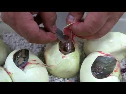 YouTube reptile video
