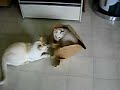 Killer Killer