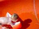 Ewan sur le toboggan de la piscine Ewan sur le toboggan de la piscine