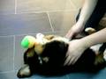 Boyero de Berna video