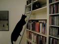 videos de Stairmaster Cat II