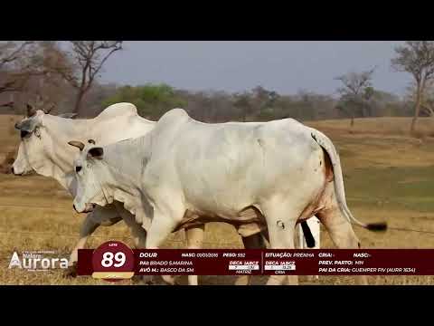 4� De Olho na Fazenda - NELORE AURORA participa��o Chico Paulic�ia