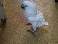 Spike, Umbrella Cockatoo-Resident running around the shelter