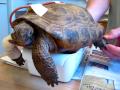 Desert Tortoise Physical Therapy 2
