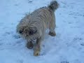 archie the wonder dog showing off more of his footie skills,whatever the weather(in this case it's snow!)