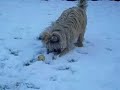 archie the wonder dog showing off more of his footie skills,whatever the weather(in this case it's snow!)