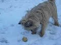 archie the wonder dog showing off more of his footie skills,whatever the weather(in this case it's snow!)