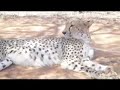 cheetah purrss